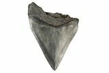 Bargain, Fossil Megalodon Tooth - South Carolina #193978-1